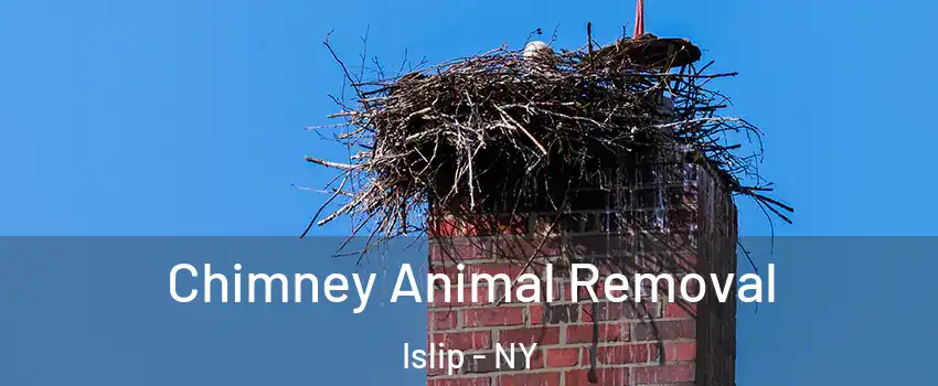  Chimney Animal Removal Islip - NY
