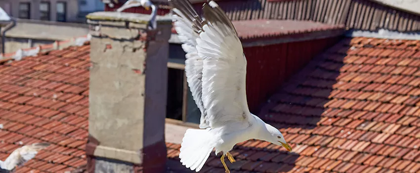 Residential Chimney Animal Removal Solution in Islip, NY