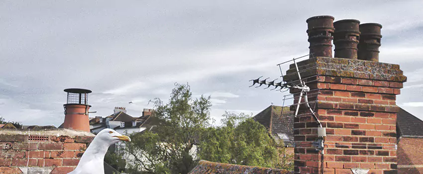 Chimney Cleaning And Restoration in Islip, New York